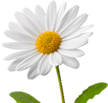 Simplicity in Christ Image